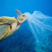 WWF krever produsentansvar for all plast